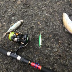 ジグサビキでアジ